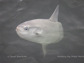 Mola Mola  - Ocean Sunfish photo by daniel bianchetta
