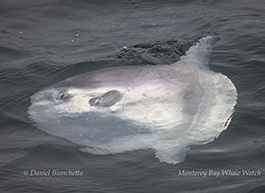Mola Mola (Ocean Sunfish) photo by daniel bianchetta