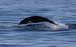 Northern Right Whale Dolphin photo by daniel bianchetta