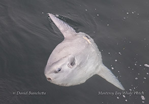 Ocean Sunfish (Mola Mola) photo by daniel bianchetta