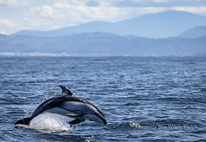 Pacific White-sided Dolphin Photo by Daniel Bianchetta