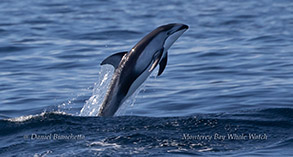  Pacific White-sided Dolphin photo by daniel bianchetta