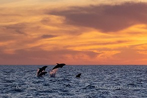 Leaping Pacific White-sided Dolphins photo by daniel bianchetta