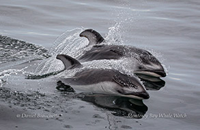Pacific White-sided Dolphins photo by daniel bianchetta