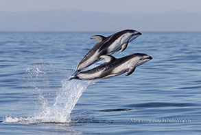 Leaping Pacific White-sided Dolphins photo by daniel bianchetta