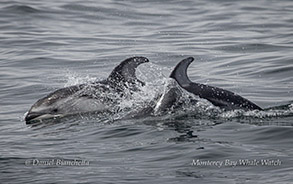 Pacific White-sided Dolphins surfing through the water photo by daniel bianchetta