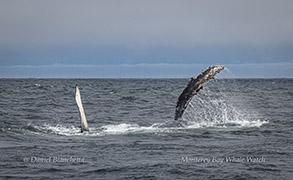 Pec slapping Humpback Whale calf (on its side, with
pectoral fin on right and tail fluke on left) photo by daniel bianchetta