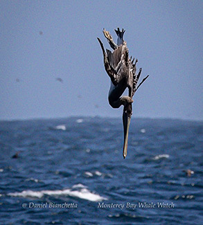 Pelican diving photo by daniel bianchetta