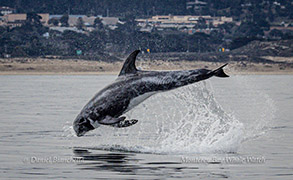 Risso's Dolphin photo by Daniel Bianchetta