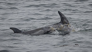 Risso's Dolphin with calf photo by daniel bianchetta