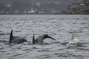Risso's Dolphins Casper and friends Photo by Daniel Bianchetta