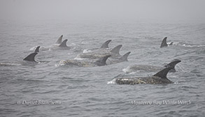 Risso's Dolphins surfacing in the fog photo by daniel bianchetta