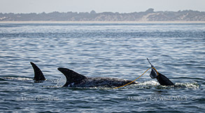 Risso's Dolphins kelping (playing with kelp) photo by daniel bianchetta