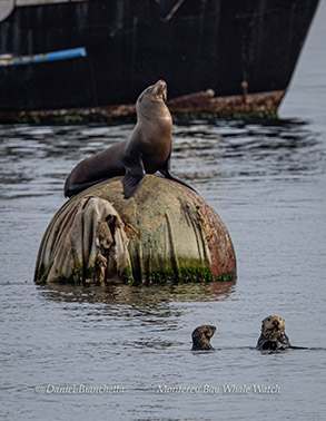 Sea Lion and Southern Sea Otters photo by Daniel Bianchetta