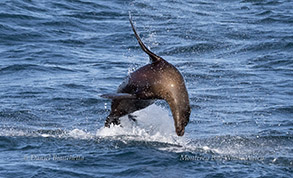 Sea Lion photo by daniel bianchetta