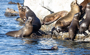 California Sea Lions and Southern Sea Otter photo by Daniel Bianchetta