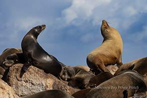 Sea Lions photo by daniel bianchetta