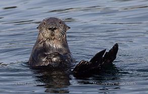 Sea Otter checking out our boat photo by daniel bianchetta