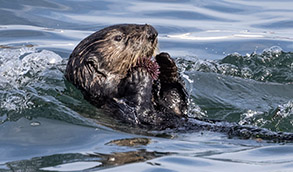 Southern Sea Otter eating a Sea Urchin photo by daniel bianchetta