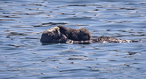 Sea Otter mom and pup photo by daniel bianchetta