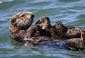 Sea Otter with pup photo by daniel bianchetta