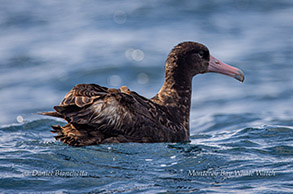 Short-tailed Albatross photo by Daniel Bianchetta