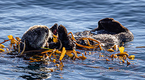 Southern Sea Otter wrapped in kelp photo by Daniel Bianchetta