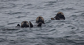 Southern Sea Otters photo by Daniel Bianchetta