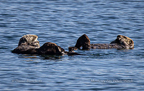 Southern Sea Otters resting photo by daniel bianchetta