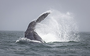 Tail-lobbing Humpback Whale photo by daniel bianchetta