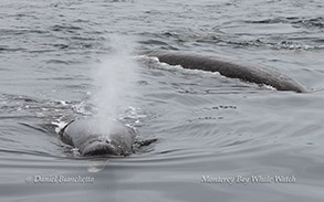 Baird's Beaked Whales photo by daniel bianchetta