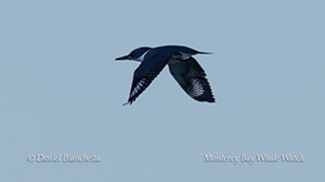 Belted Kingfisher photo by daniel bianchetta