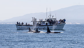 Bigg's (Transient) Killer Whales by Pt. Sur Clipper photo by daniel bianchetta