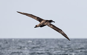 Black-footed Albatross photo by daniel bianchetta