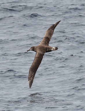 Black footed Albatross photo by daniel bianchetta