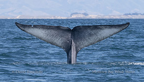 Blue Whale tail photo by daniel bianchetta