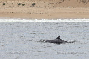 Bottlenose Dolphin photo by daniel bianchetta