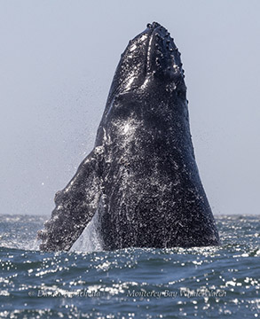 Breaching/head slapping humpback whale photo by daniel bianchetta