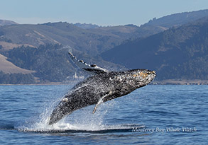 Breaching Humpback Whale photo by Daniel Bianchetta