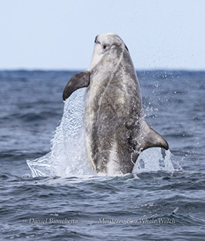 Breaching Risso's Dolphin photo by daniel bianchetta