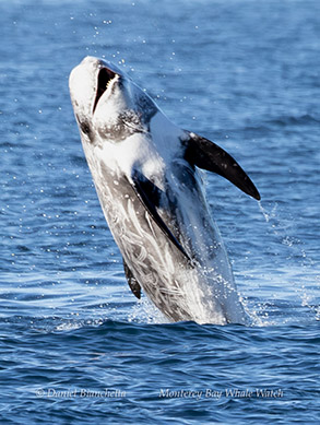 Breaching Risso's Dolphin photo by Daniel Bianchetta