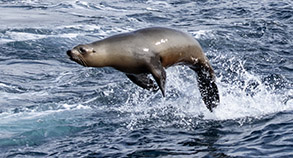 California Sea Lion photo by daniel bianchetta