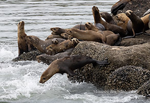 California Sea Lions photo by daniel bianchetta