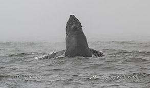 Chin slapping Humpback Whale photo by daniel bianchetta