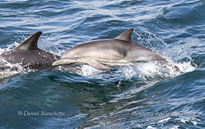 Common Dolphin calf with fetal folds photo by daniel bianchetta