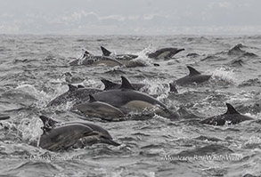 Long-beaked Common Dolphins photo by daniel bianchetta