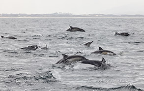 Common Dolphins photo by daniel bianchetta