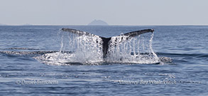 Humpback Whale diving with Pt. Sur in background photo by daniel bianchetta