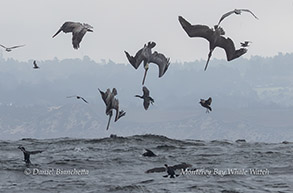 Feeding frenzy with diving Brown Pelicans and Brandt's Cormorants photo by daniel bianchetta