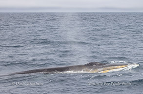 Fin whale surfacing - note that white coloration of the lower jaw is only on its right side  photo by daniel bianchetta